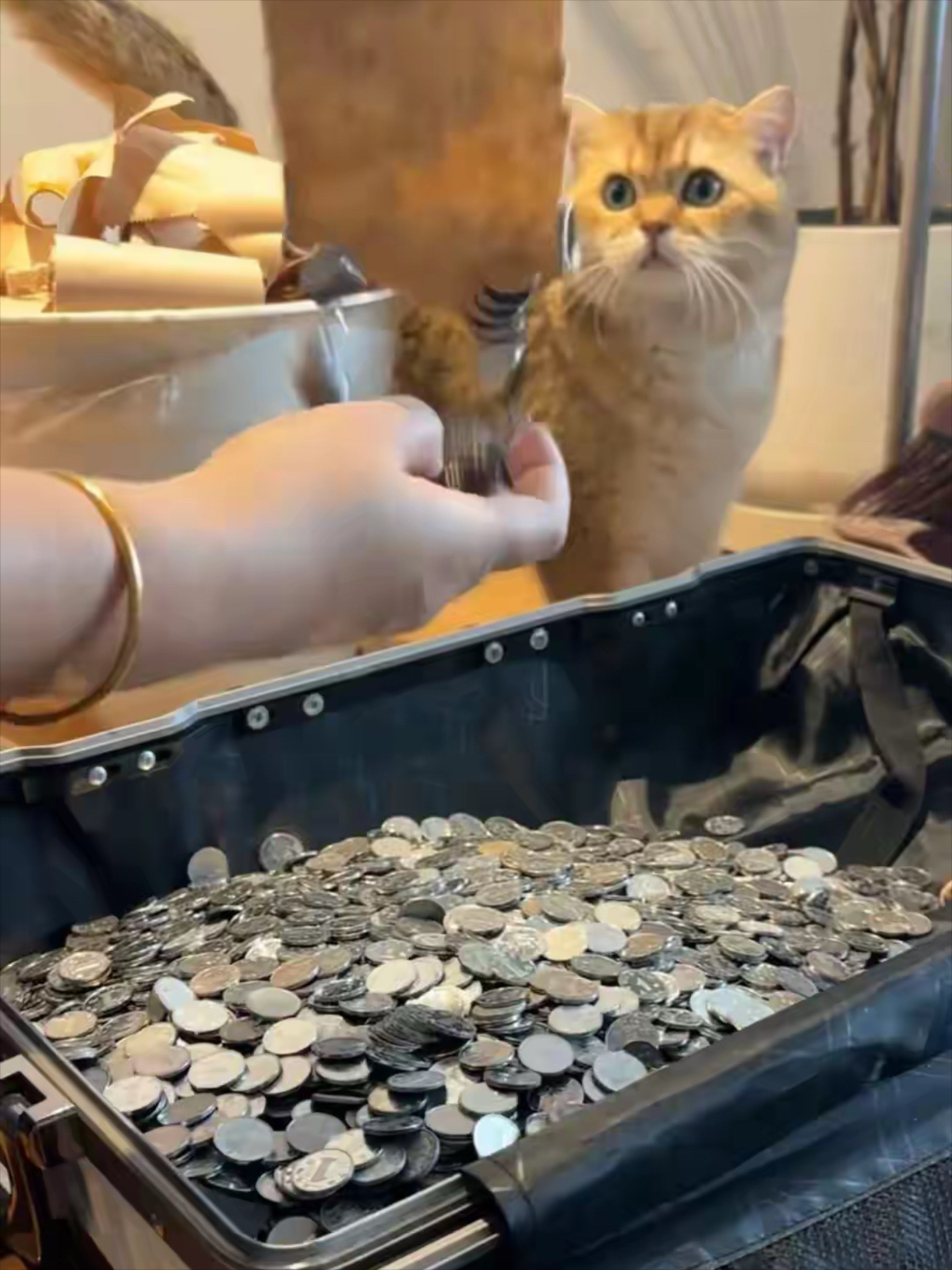 猫币(猫鼠同眠打一最佳动物)